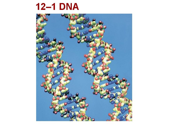 12– 1 DNA 