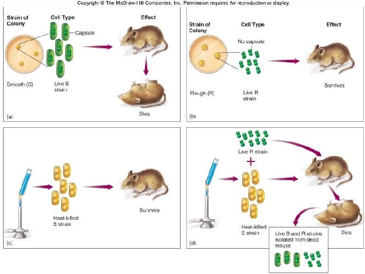 12– 1 DNA Slide 10 of 37 