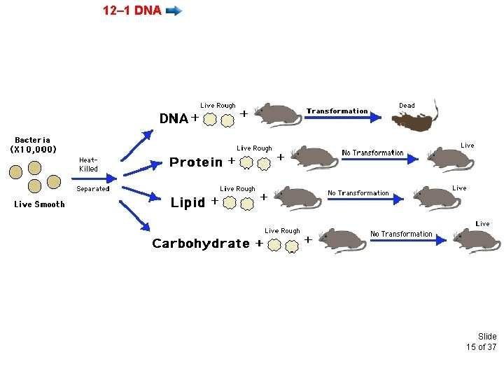 12– 1 DNA Slide 15 of 37 