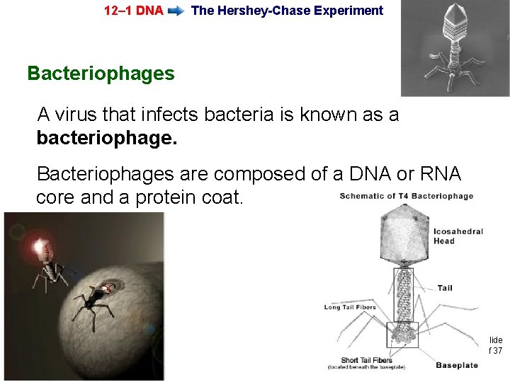 12– 1 DNA The Hershey-Chase Experiment Bacteriophages A virus that infects bacteria is known