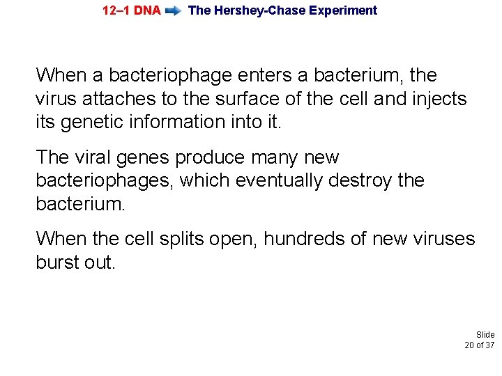 12– 1 DNA The Hershey-Chase Experiment When a bacteriophage enters a bacterium, the virus