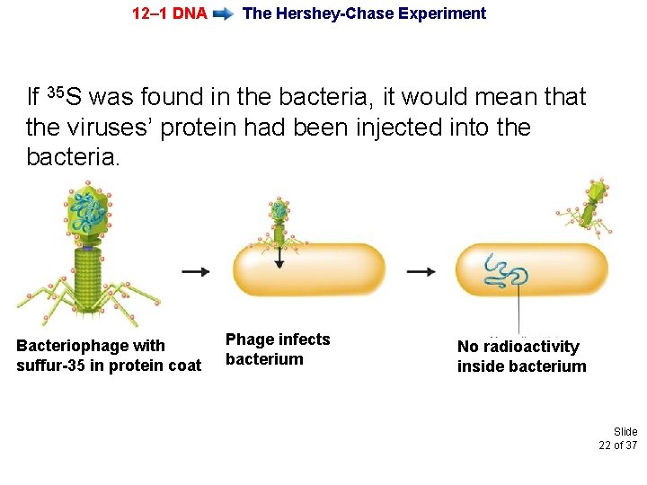 12– 1 DNA The Hershey-Chase Experiment If 35 S was found in the bacteria,