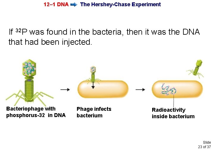 12– 1 DNA The Hershey-Chase Experiment If 32 P was found in the bacteria,