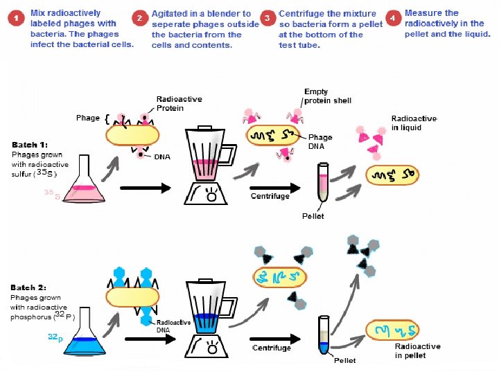 12– 1 DNA Slide 24 of 37 