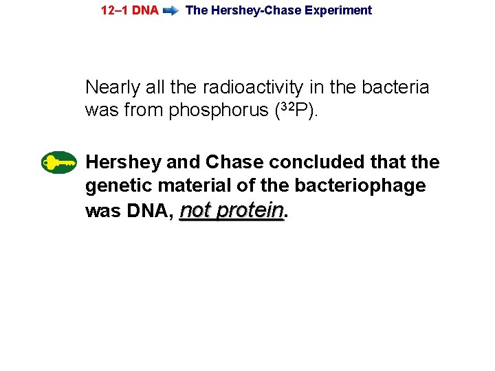 12– 1 DNA The Hershey-Chase Experiment Nearly all the radioactivity in the bacteria was