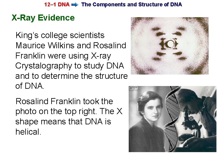 12– 1 DNA The Components and Structure of DNA X-Ray Evidence King’s college scientists