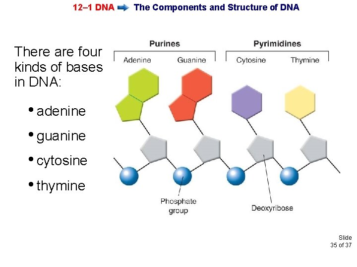 12– 1 DNA The Components and Structure of DNA There are four kinds of