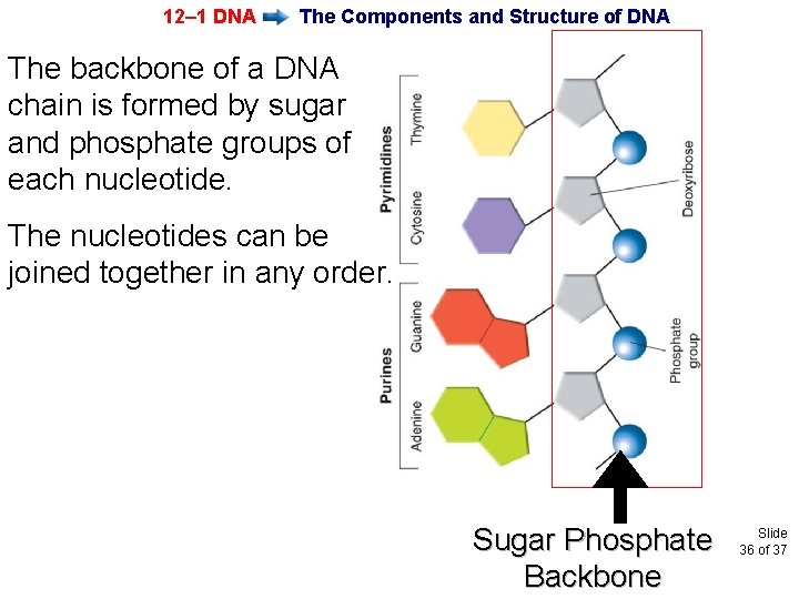 12– 1 DNA The Components and Structure of DNA The backbone of a DNA