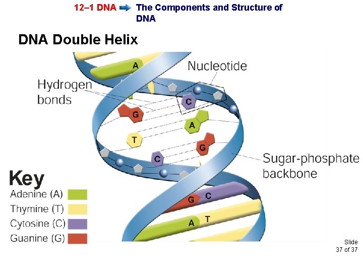 12– 1 DNA The Components and Structure of DNA Double Helix Slide 37 of