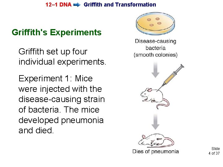 12– 1 DNA Griffith and Transformation Griffith's Experiments Griffith set up four individual experiments.