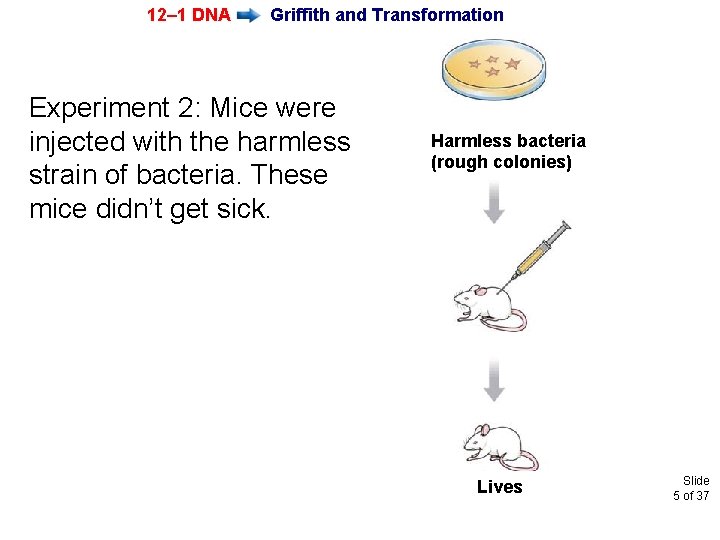 12– 1 DNA Griffith and Transformation Experiment 2: Mice were injected with the harmless