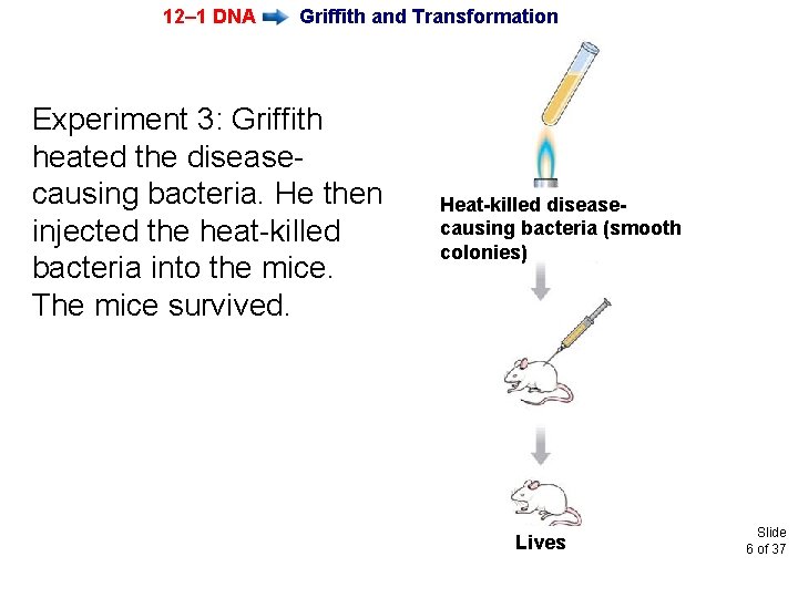 12– 1 DNA Griffith and Transformation Experiment 3: Griffith heated the diseasecausing bacteria. He