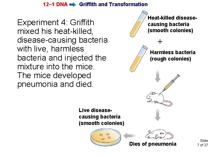 12– 1 DNA Griffith and Transformation Experiment 4: Griffith mixed his heat-killed, disease-causing bacteria