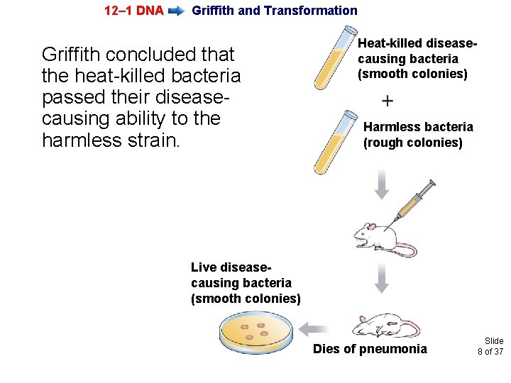 12– 1 DNA Griffith and Transformation Griffith concluded that the heat-killed bacteria passed their