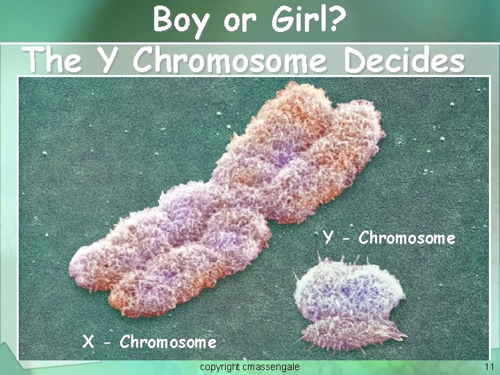 Boy or Girl? The Y Chromosome Decides Y - Chromosome X - Chromosome copyright