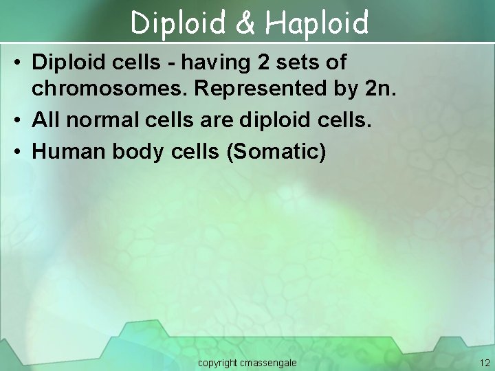 Diploid & Haploid • Diploid cells - having 2 sets of chromosomes. Represented by