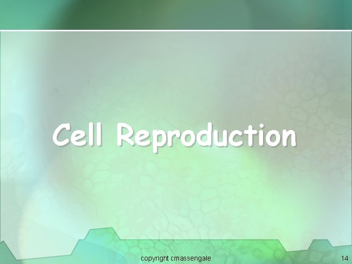 Cell Reproduction copyright cmassengale 14 