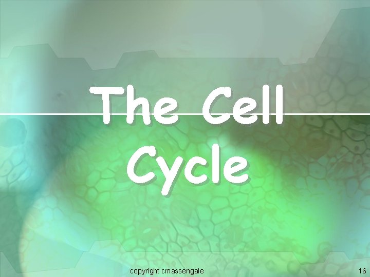 The Cell Cycle copyright cmassengale 16 