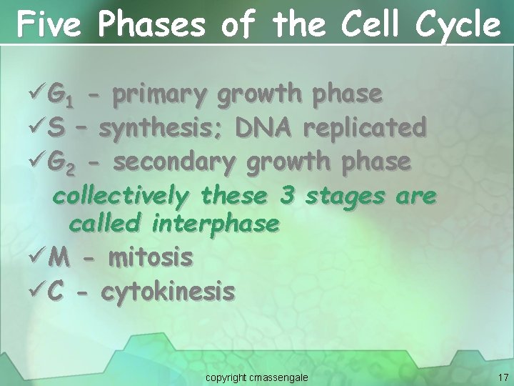 Five Phases of the Cell Cycle üG 1 - primary growth phase üS –