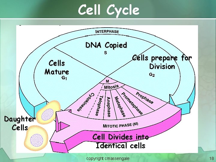 Cell Cycle DNA Copied Cells prepare for Division Cells Mature Daughter Cells Cell Divides