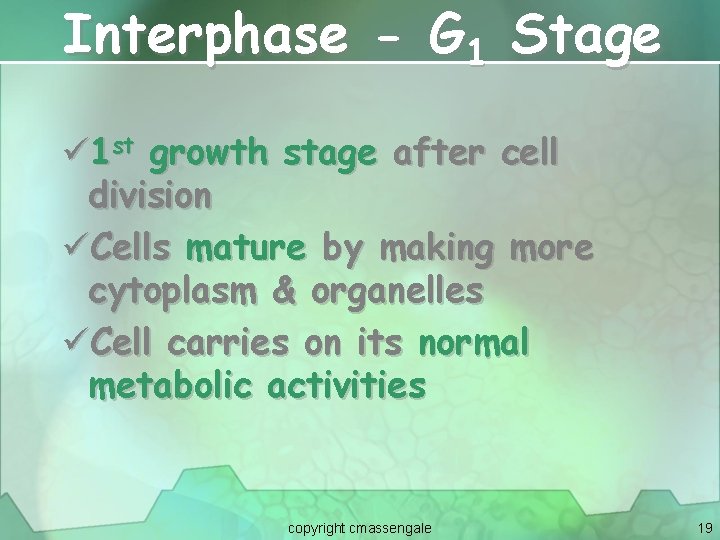 Interphase - G 1 Stage ü 1 st growth stage after cell division üCells
