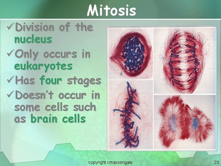 Mitosis üDivision of the nucleus üOnly occurs in eukaryotes üHas four stages üDoesn’t occur