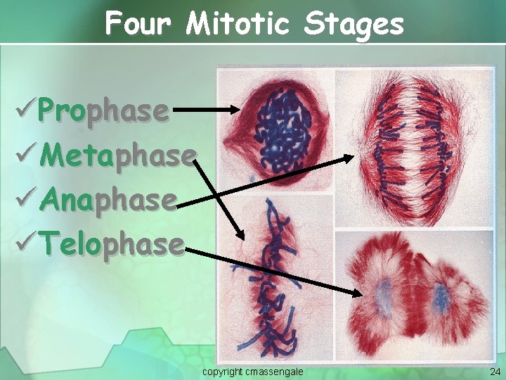 Four Mitotic Stages üProphase üMetaphase üAnaphase üTelophase copyright cmassengale 24 