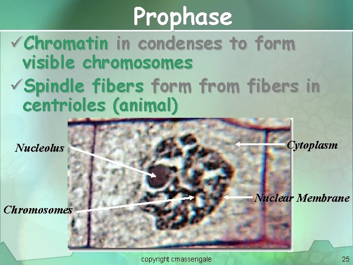 Prophase üChromatin in condenses to form visible chromosomes üSpindle fibers form from fibers in