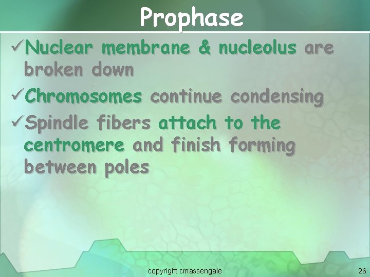 Prophase üNuclear membrane & nucleolus are broken down üChromosomes continue condensing üSpindle fibers attach