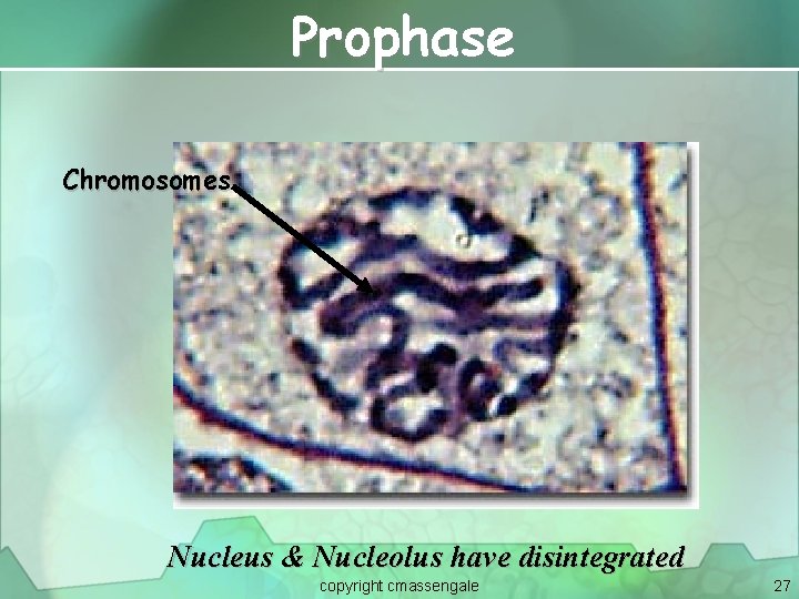 Prophase Chromosomes Nucleus & Nucleolus have disintegrated copyright cmassengale 27 