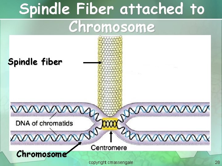 Spindle Fiber attached to Chromosome Spindle fiber Chromosome copyright cmassengale 28 