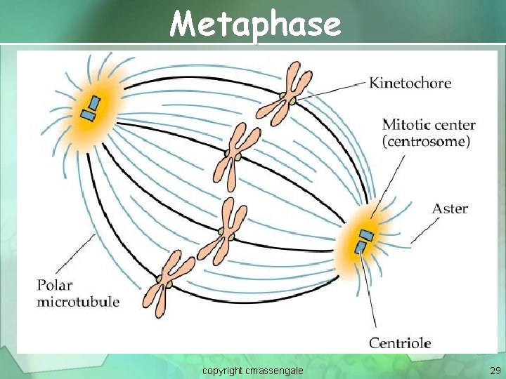 Metaphase copyright cmassengale 29 