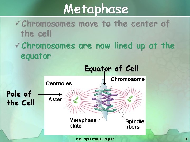 Metaphase üChromosomes move to the center of the cell üChromosomes are now lined up