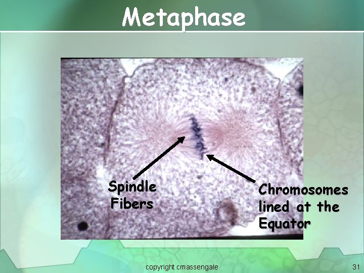 Metaphase Spindle Fibers copyright cmassengale Chromosomes lined at the Equator 31 