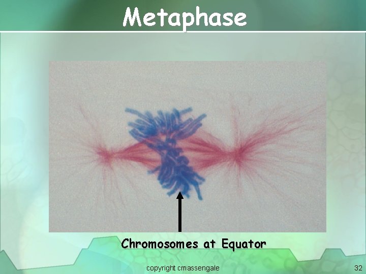 Metaphase Chromosomes at Equator copyright cmassengale 32 