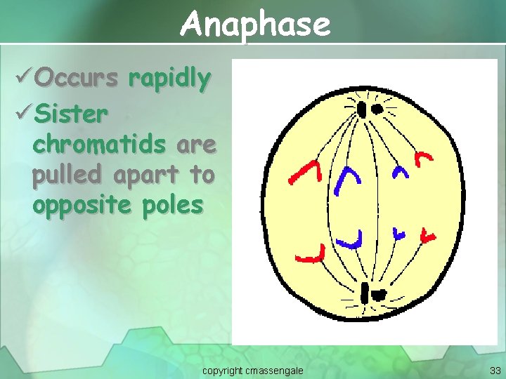 Anaphase üOccurs rapidly üSister chromatids are pulled apart to opposite poles copyright cmassengale 33