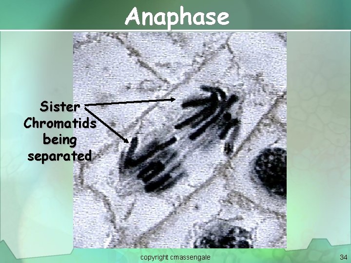 Anaphase Sister Chromatids being separated copyright cmassengale 34 