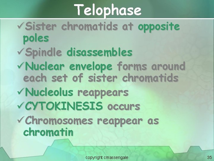 Telophase üSister chromatids at opposite poles üSpindle disassembles üNuclear envelope forms around each set