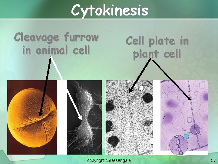 Cytokinesis Cleavage furrow in animal cell Cell plate in plant cell copyright cmassengale 37