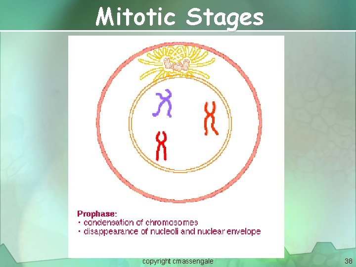 Mitotic Stages copyright cmassengale 38 