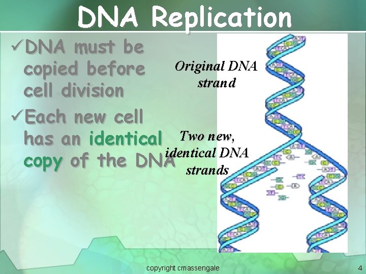 DNA Replication üDNA must be Original DNA copied before strand cell division üEach new