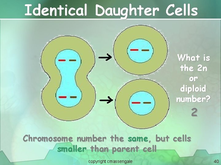 Identical Daughter Cells What is the 2 n or diploid number? 2 Chromosome number