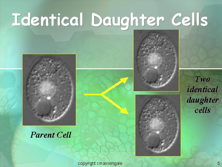 Identical Daughter Cells Two identical daughter cells Parent Cell copyright cmassengale 5 