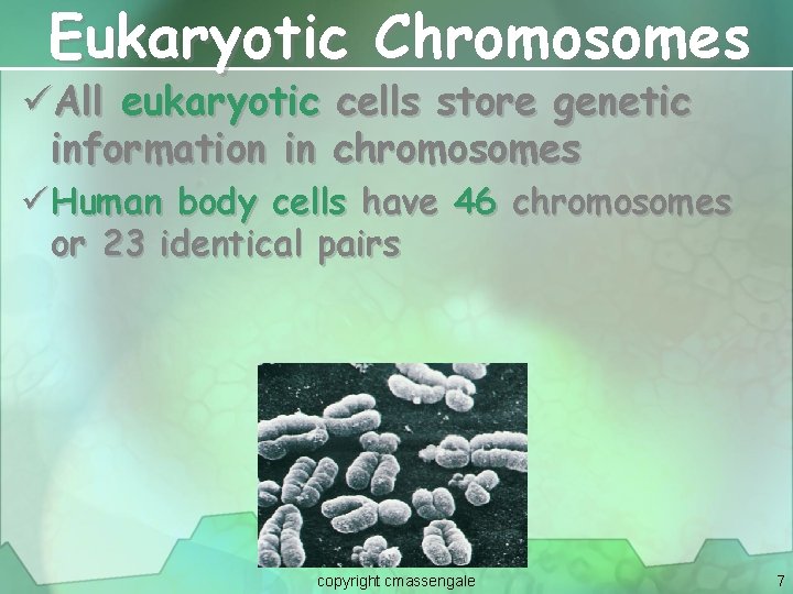 Eukaryotic Chromosomes üAll eukaryotic information in cells store genetic chromosomes ü Human body cells