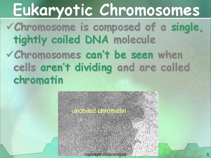 Eukaryotic Chromosomes üChromosome is composed of a single, tightly coiled DNA molecule üChromosomes can’t