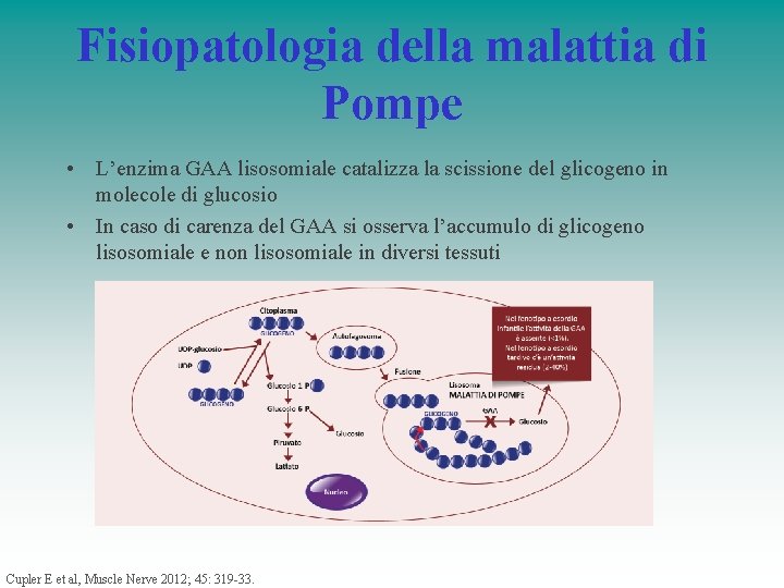 Fisiopatologia della malattia di Pompe • L’enzima GAA lisosomiale catalizza la scissione del glicogeno