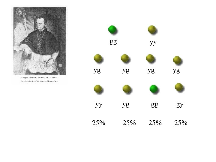 gg yy yg yg yy yg 25% yg yg gg gy 25% 