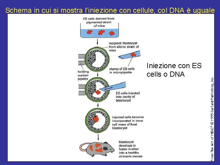 Schema in cui si mostra l’iniezione con cellule, col DNA è uguale Iniezione con