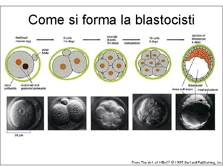 Come si forma la blastocisti 