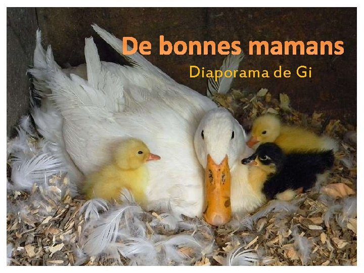 De bonnes mamans Diaporama de Gi 